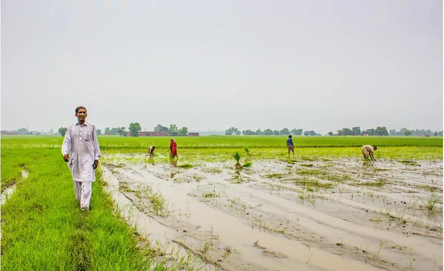 Farmers Friend Organic Brown Rice Syrups Launch in U.S. Market