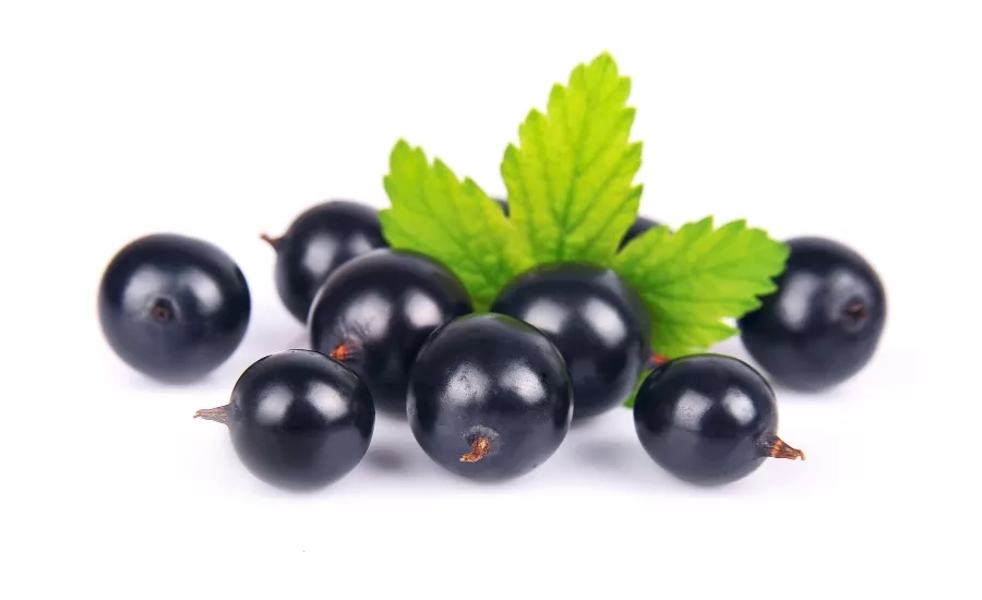 Frutarom Health Activeberry sports nutrition