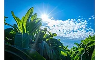 BENEO introduces two new organic ingredients BENEO introduces two new organic ingredients