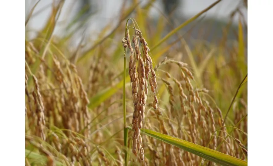 BENEO introduces two new organic ingredients