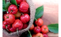 CAIF introduced new acerola powder extract with a minimum of 32 percent of native Vitamin C CAIF introduced new acerola powder extract with a minimum of 32 percent of native Vitamin C