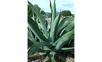 Global Organics Wild Agave Syrup