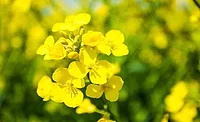Sternchemie boosts soy alternatives and sets new standards in quality