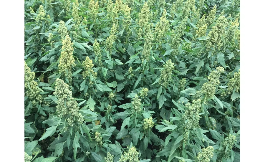 Quinoa field, Saskatchewan