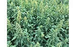 Quinoa field, Saskatchewan