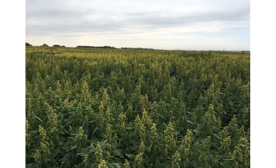 Quinoa field, Saskatchewan