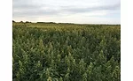 Quinoa field, Saskatchewan