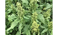 Quinoa field Quinoa field, Saskatchewan
