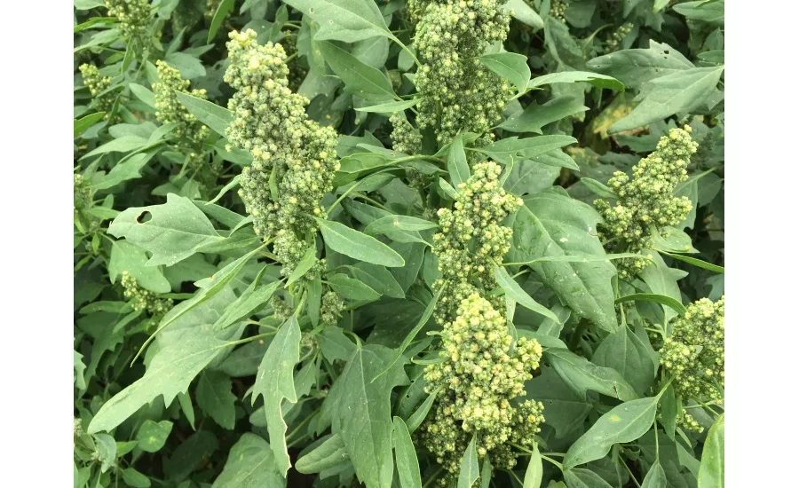 Quinoa field, Saskatchewan