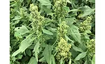 Quinoa field, Saskatchewan
