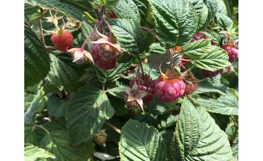 raspberry harvest tour