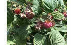 raspberry harvest tour