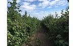 raspberry harvest tour