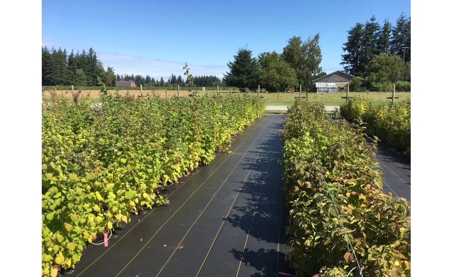 raspberry harvest tour