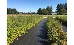 raspberry harvest tour
