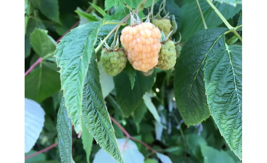 raspberry harvest tour