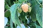 raspberry harvest tour