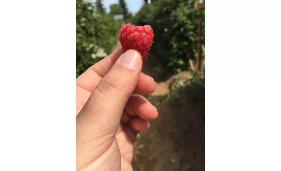 raspberry harvest tour