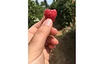 raspberry harvest tour