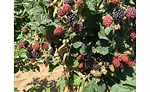 raspberry harvest tour