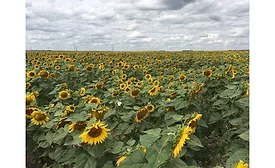 Sunflower field, Bismarck, ND