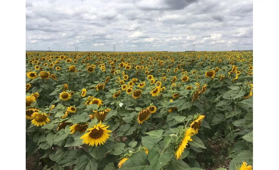 Sunflower field, Bismarck, ND