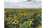 Sunflower field, Bismarck, ND
