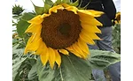 Sunflower field, Bismarck, ND
