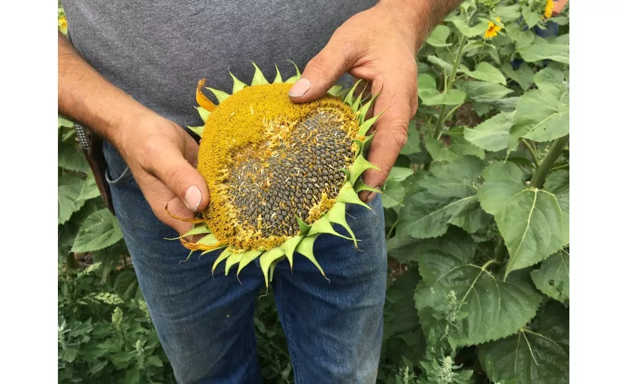 Sunflower field, Bismarck, ND