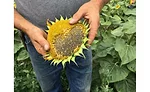 Sunflower field, Bismarck, ND