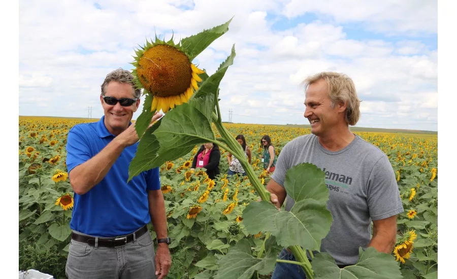 Sunflower field, Bismarck, ND