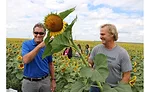Sunflower field, Bismarck, ND