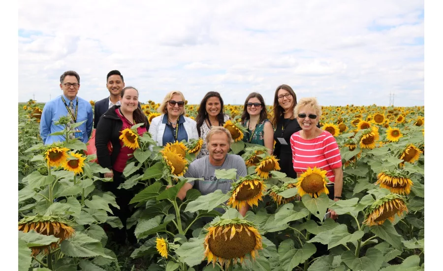 Sunflower field, Bismarck, ND