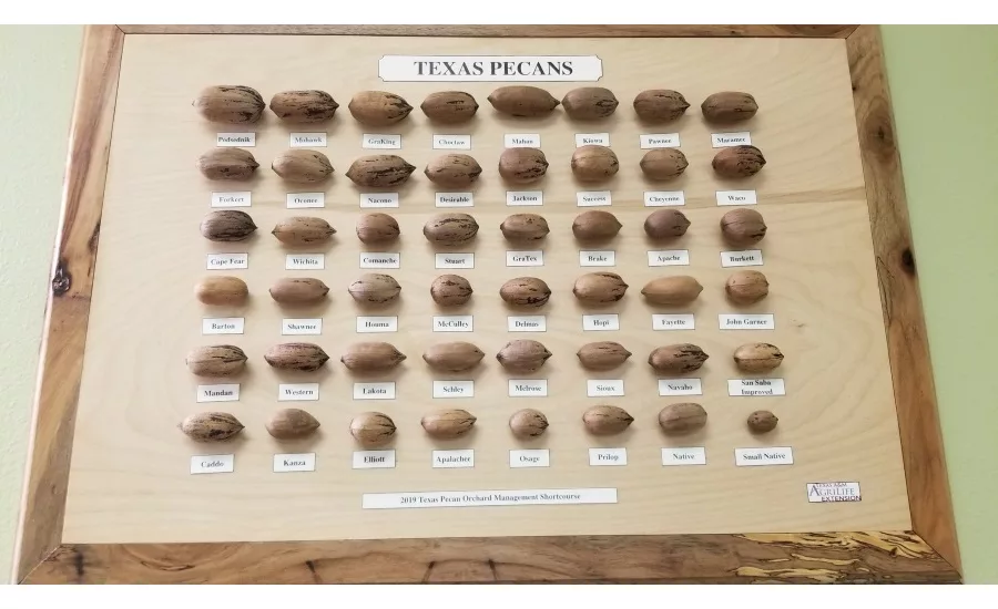 Texas Pecan Board trip 2019
