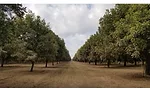 Texas Pecan Board trip 2019