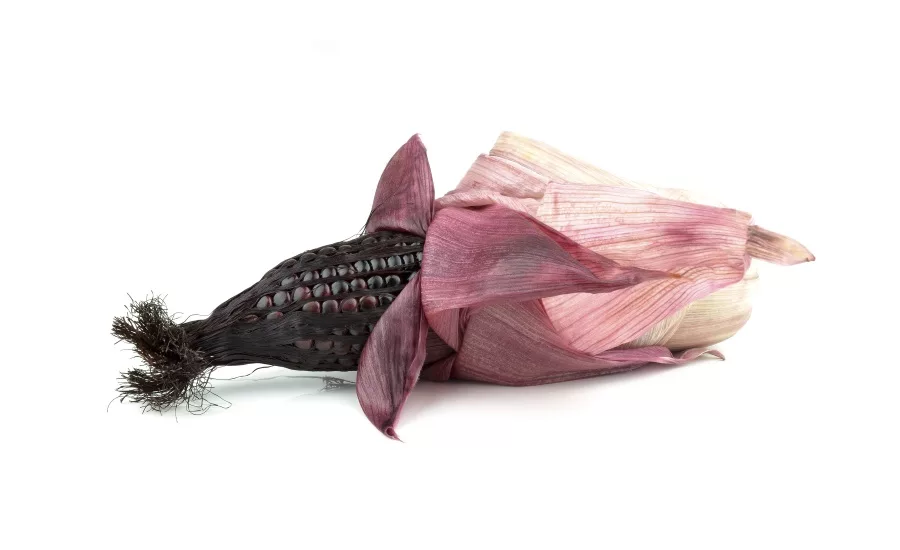 Purple Corn