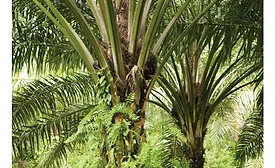 DuPont RSPO certification