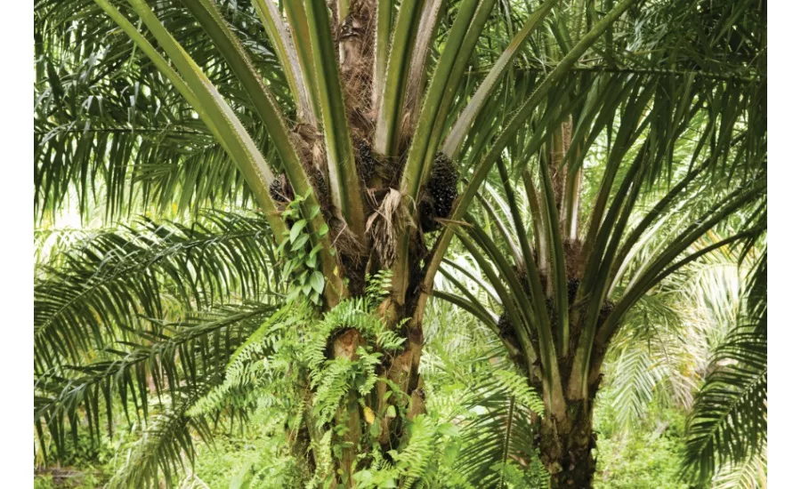 DuPont RSPO certification