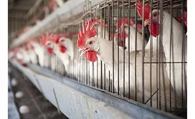 Avian bird flu outbreak