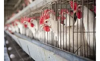 Avian bird flu outbreak