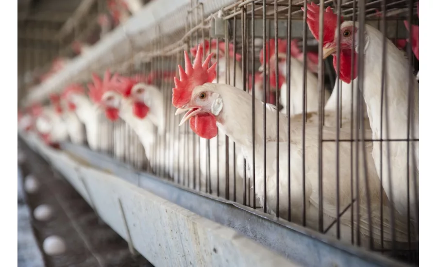 Avian bird flu outbreak