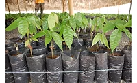 Cocoa plants cocoa congress