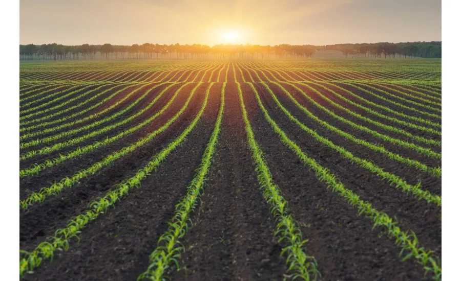 Bunge Non-GMO Project Verified milled corn