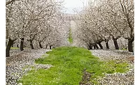 Almond Board Invests $6.8M in Research to Fuel Farming Innovation Almond Board Invests $6.8M in Research to Fuel Farming Innovation