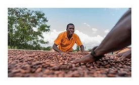 Barry Callebaut cocoa sustainability