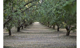California almond orchard
