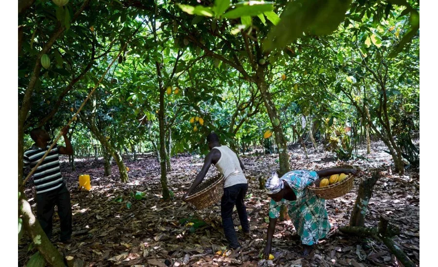 Sharing Barry Callebauts knowledge with industry to improve carbon reduction goals in the cocoa supply chain