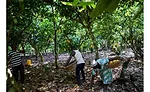 Sharing Barry Callebauts knowledge with industry to improve carbon reduction goals in the cocoa supply chain
