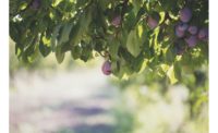 California Prune Board projects 2020/2021 crop ahead of harvest