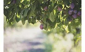 California Prune Board projects 2020/2021 crop ahead of harvest